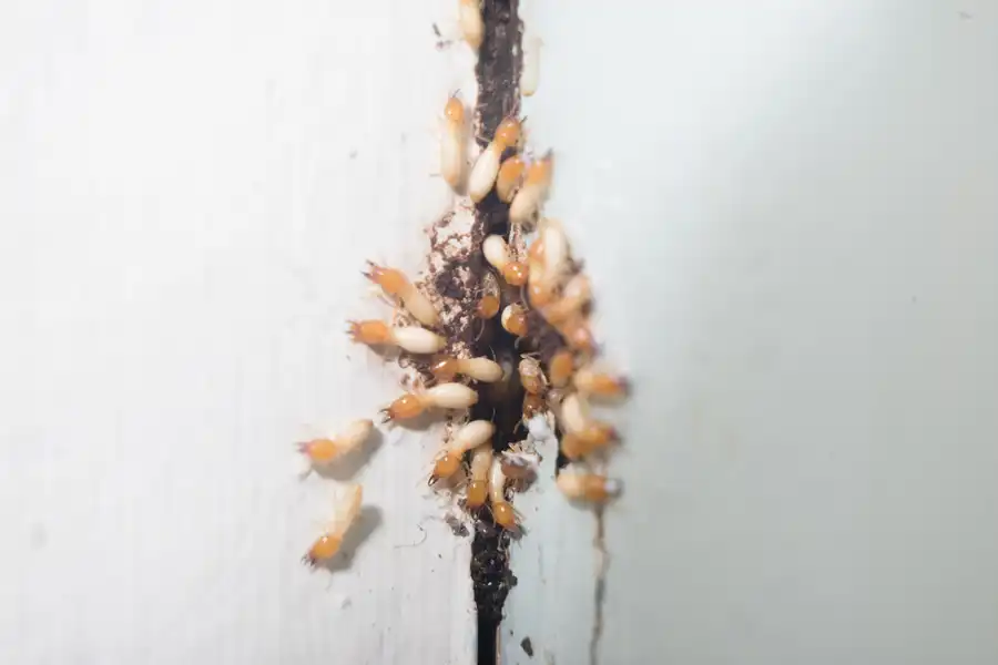 Efficient Pest Extermination in Davenport, IA Efficient Pest Extermination in Davenport, IA