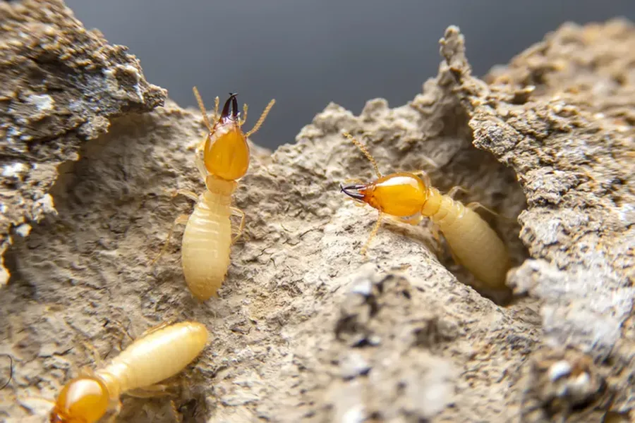 Reputable Termite Extermination Davenport, IA Reputable Termite Extermination Davenport, IA