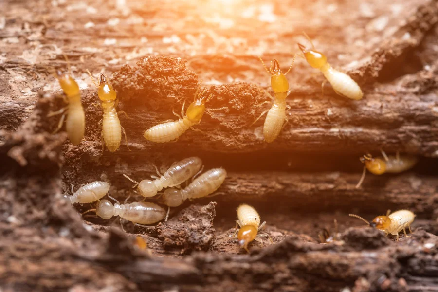 Termite Extermination And Its Impact On Your Family's Health Davenport, IA Termite Extermination And Its Impact On Your Family's Health Davenport, IA